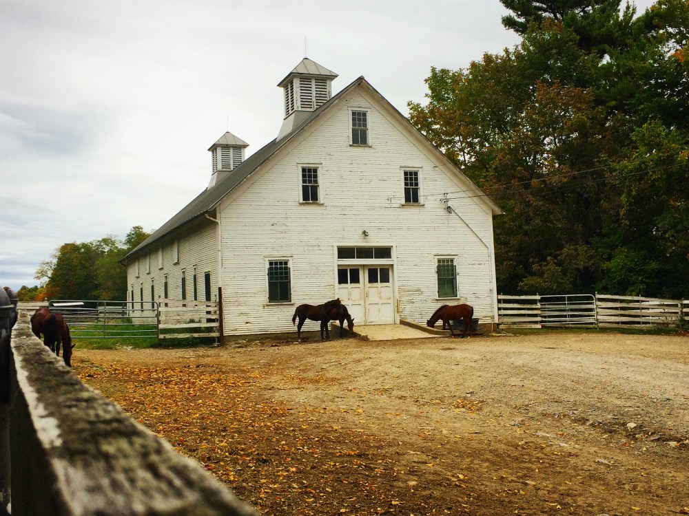 morgan horse farm