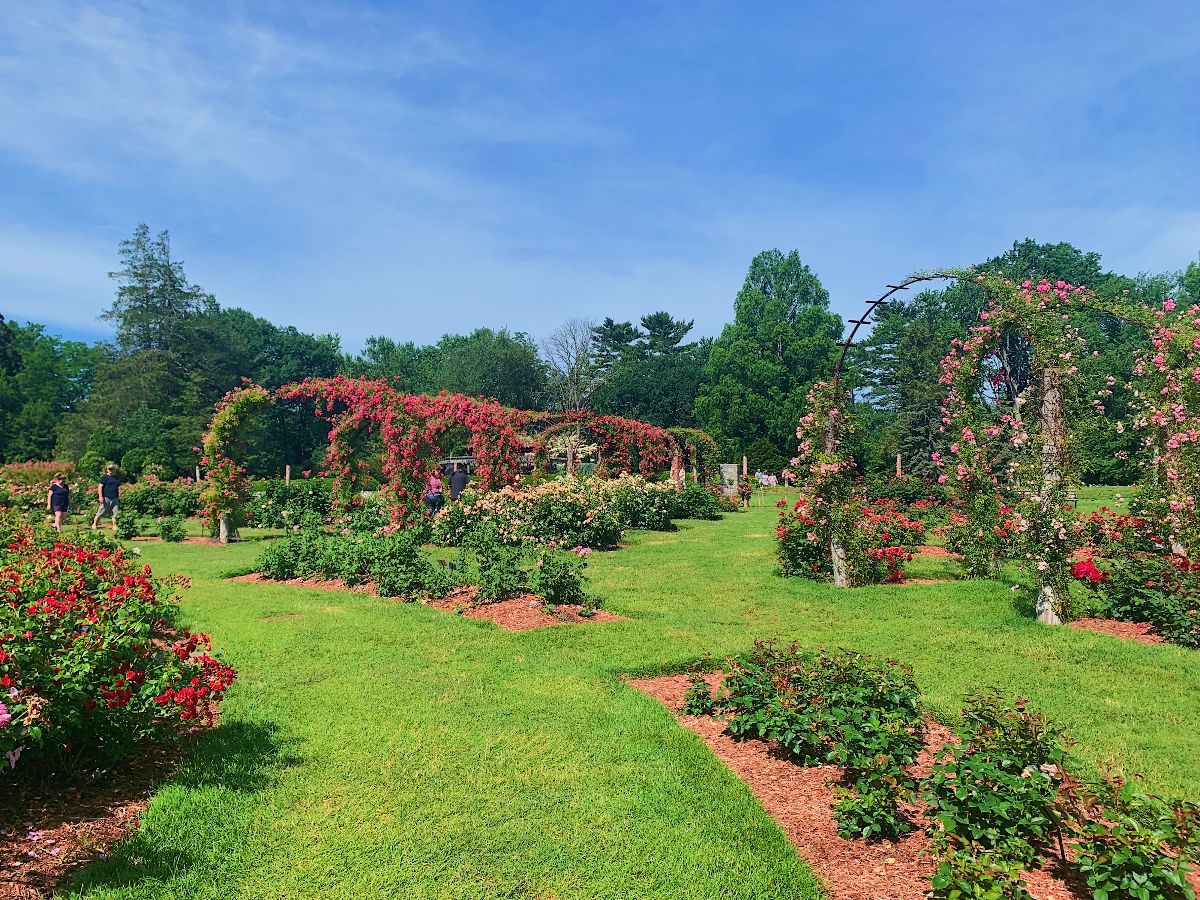 elizabeth park rose garden