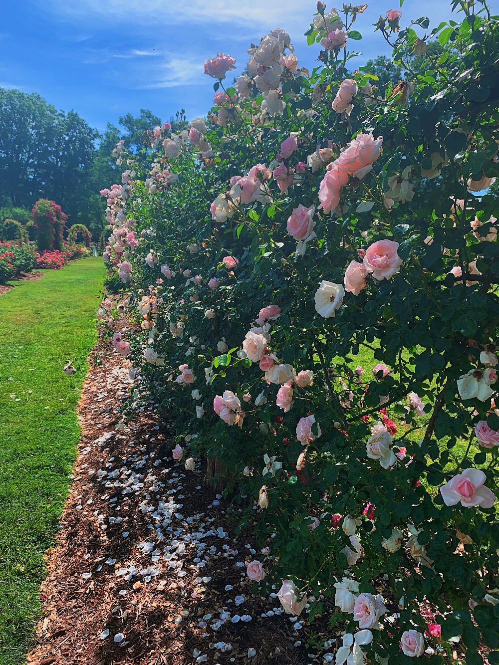 elizabeth park rose garden